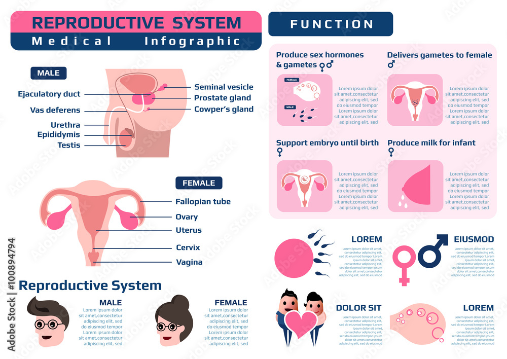 medical infographic of reproductive system,vector illustration. Stock ...
