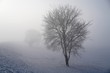 Winterlandchaft mit Bäumen im Nebel