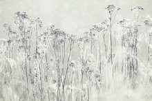 Black White Winter Frost Nature Background