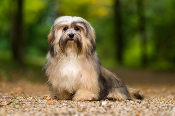 Wall Mural - Beautiful young havanese dog is sitting on a gravel forest road