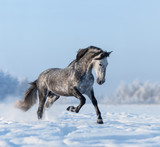 Fototapeta Konie - Grey Spanish horse gallops on snowfield