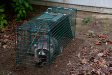 Raccoon In A Cage Free Stock Photo - Public Domain Pictures