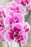 Fototapeta Storczyk - Closeup of  orchid phalaenopsis. Bouquet of flowers orchids