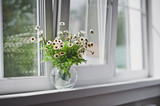 Fototapeta  - Small white flowers on a light windowsill 5058.