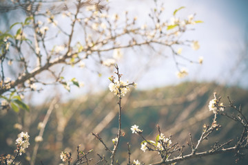 Poster - White Peach flower Blossom