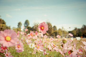 Wall Mural - cosmos flower blossom in garden
