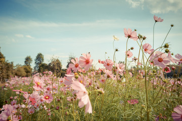 Wall Mural - cosmos flower blossom in garden