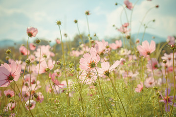 Cosmos flower blossom in garden