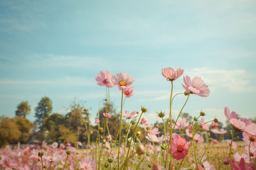 Wall Mural - cosmos flower blossom in garden
