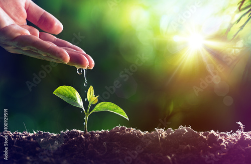 Fotografía Cuidado de la Nueva Vida - Planta de riego joven