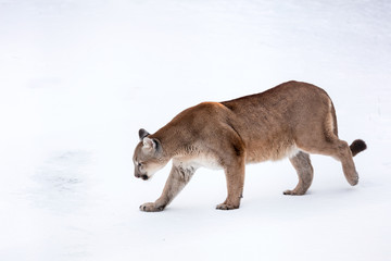 Wall Mural - Puma in the woods, Mountain Lion, single cat on snow