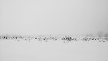 Black And White Winter Landscape
