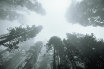 Wall Mural - Giant tree in fog