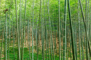 Wall Mural - Green bamboo forest in the summer