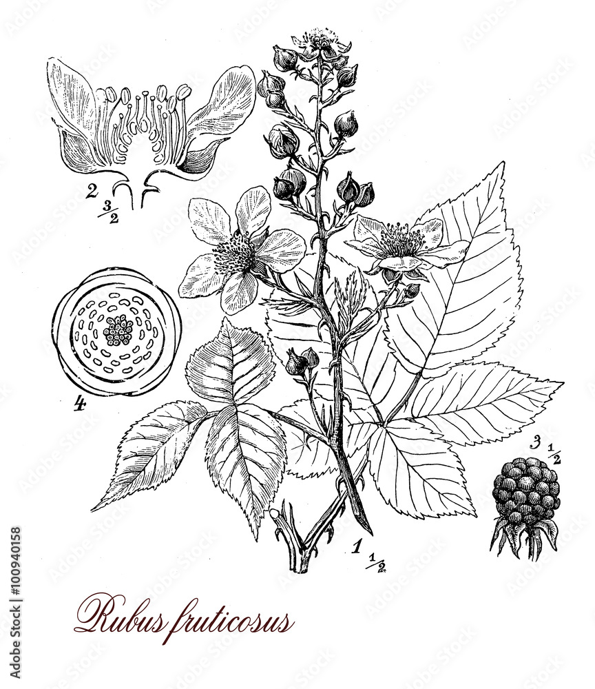 raspberry plant botanical drawing