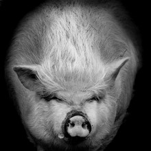 Portrait Of A Pig Against In Black And White