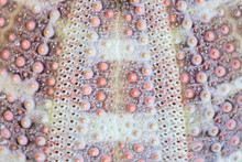 Sea Urchin Shell Background, Macro