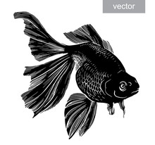 Gold Fish Drawn Illustration Underwater Engraving Vector