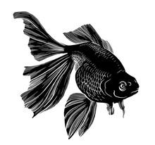 Goldfish Illustration Artwork  Line Underwater Engraving Black And White