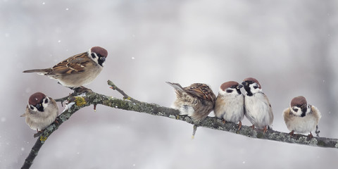 sparrow on branch in winter panorama