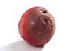 Apple tree brown rot - Monilinia fructigena