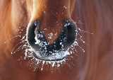 Fototapeta Konie - Nostrils of bay horse in to snow  closeup