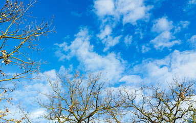 Sky with clouds and trees