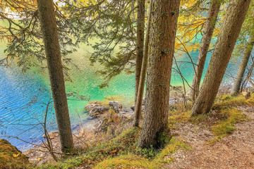 Trees on the lake .