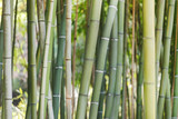 Fototapeta  - bamboo forest