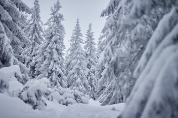 Christmas tree in snow in the mountains