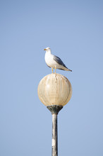 A Seagull Perched A Lamp Set Against A Bright Blue Sky