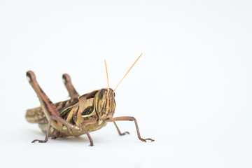 Differential Grasshopper