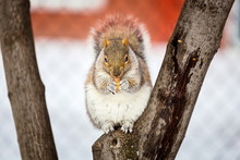 The Eastern Gray Squirrel Has Predominantly Gray Fur, But It Can Have A Brownish Color. It Has A Usual White Underside As Compared To The Typical Brownish-orange Underside Of The Fox Squirrel.