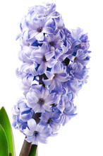 Purple Hyacinth Flower Close-up Isolated On White Background
