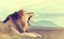 Wild African Lion. Vintage Effect