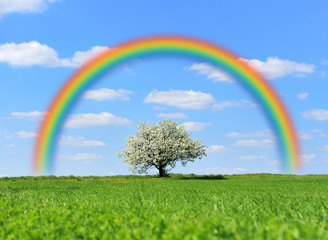 Poster - Green field with tree and rainbow