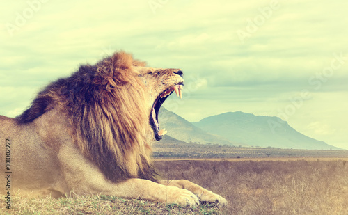 Foto-Kissen - Wild african lion. Vintage effect (von byrdyak)