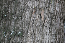 Tree Bark Winter