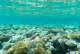 Fototapeta Do akwarium - Tranquil underwater scene with copy space