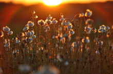  Overblown Coltsfoot. Close-up At Sunset