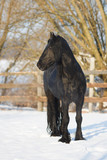 Fototapeta Konie - Black frisian horse in winter