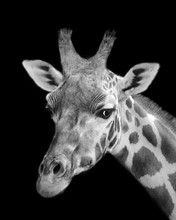Black And White Giraffe Portrait