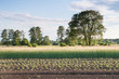 Letni wiejski krajobraz, uprawa warzyw i zbóż na polu