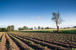 Letni wiejski krajobraz, uprawa warzyw i zbóż na polu