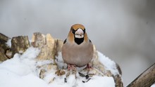 The Bird Eats Seeds In Winter Grosbeak