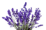 Fototapeta Tulipany - Closeup of lavender flowers over white background