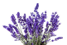 Closeup Of Lavender Flowers Over White Background