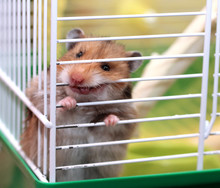 Brown Syrian Hamster Gnaws Inside A Cage, Eager To Freedom, Show