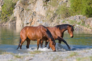 Two brown horses in the water