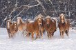 Herd of running haflinger horses in the winter